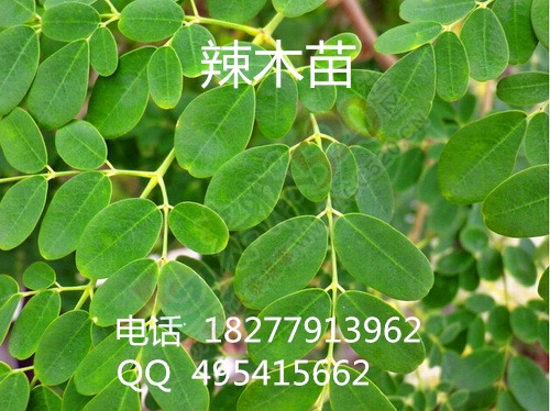 出售 牛油果苗，牛油果种子 辣木苗 批发销售 大量包运送98 / 作者:销售鸦胆子苗 / 帖子ID:173927