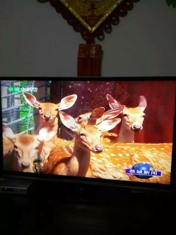 凤凰山鹿庄园570 / 作者:风烟 / 帖子ID:174005