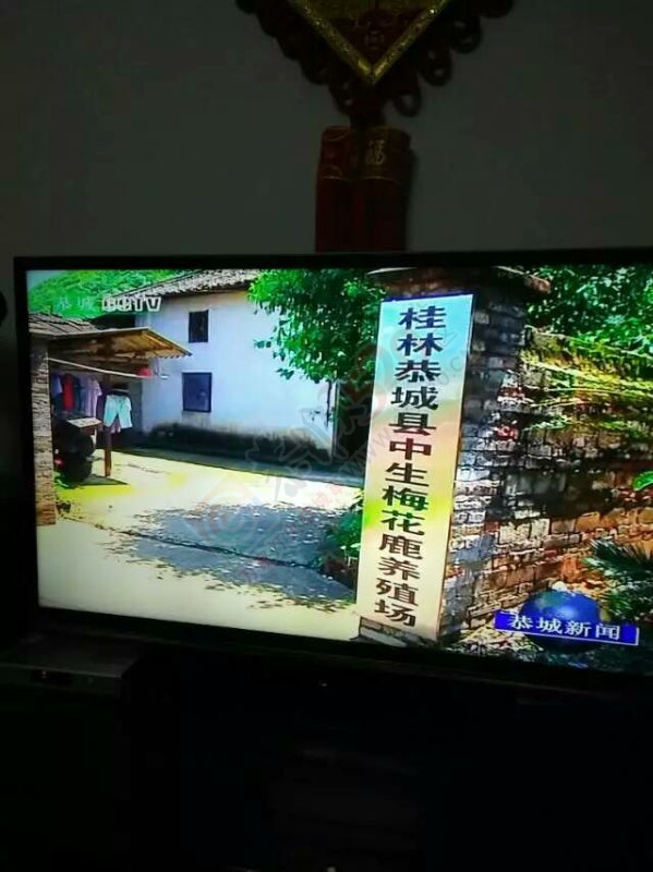 凤凰山鹿庄园439 / 作者:风烟 / 帖子ID:174005