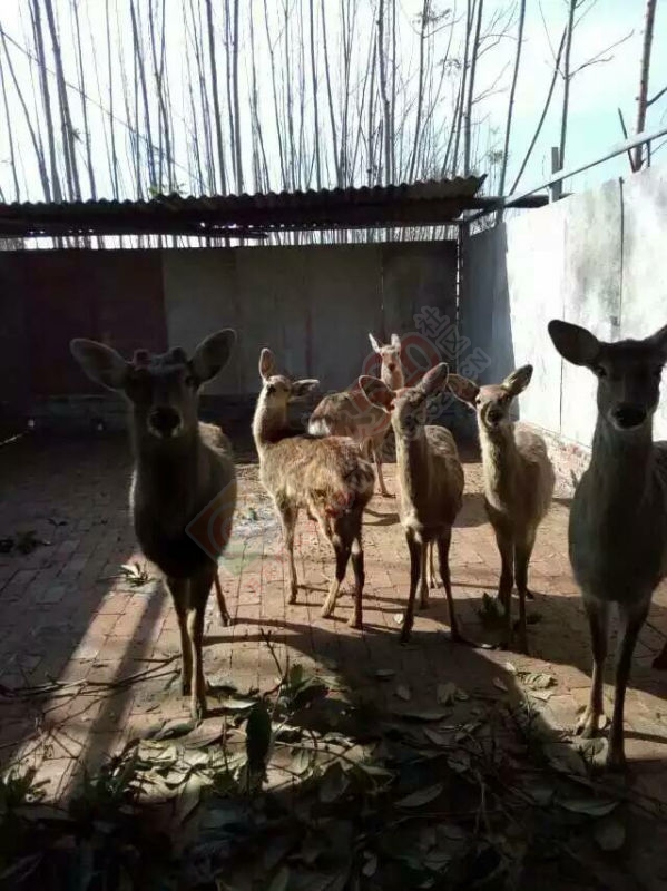 凤凰山鹿庄园444 / 作者:风烟 / 帖子ID:174005