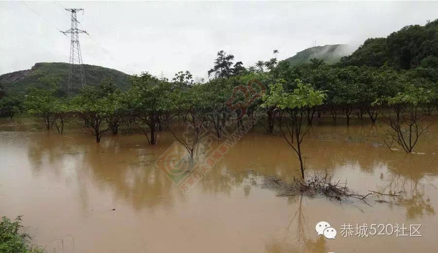 恭城连续遭遇暴雨，农民果园、农田被淹！640 / 作者:今日恭城 / 帖子ID:174043