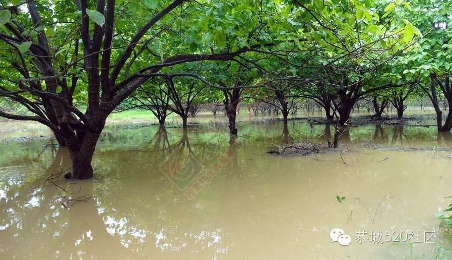 恭城连续遭遇暴雨，农民果园、农田被淹！857 / 作者:今日恭城 / 帖子ID:174043