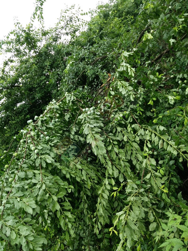 西岭昨晚遭狂风暴雨袭击471 / 作者:wx_wlPLM8mO / 帖子ID:174204