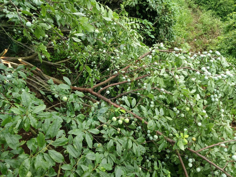 西岭昨晚遭狂风暴雨袭击790 / 作者:wx_wlPLM8mO / 帖子ID:174204