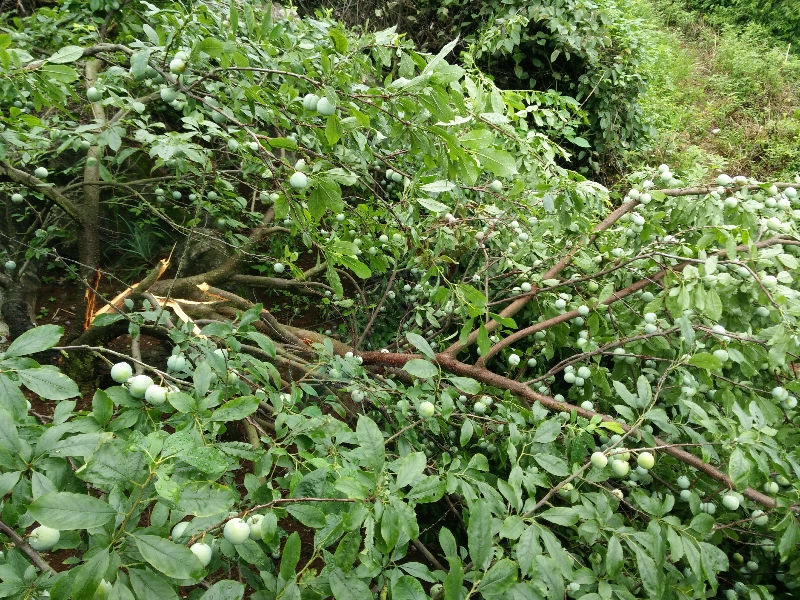 西岭昨晚遭狂风暴雨袭击194 / 作者:wx_wlPLM8mO / 帖子ID:174204