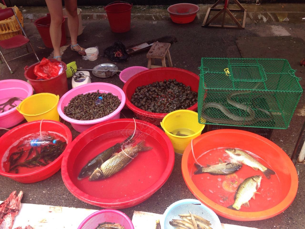 五月端午街上好热闹啊796 / 作者:恭城520小奈姐姐 / 帖子ID:174217