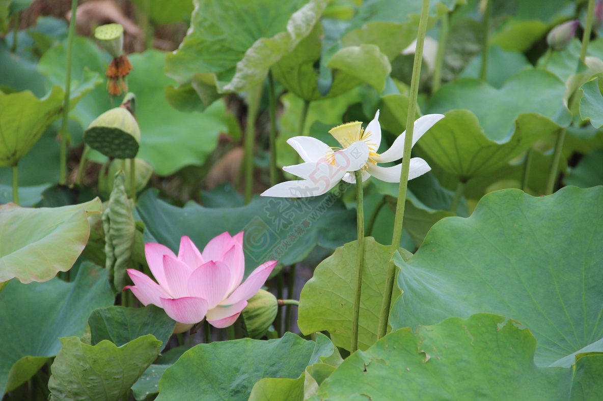 又是一年荷花开，你去邓扒看了吗？46 / 作者:有想法 / 帖子ID:174220
