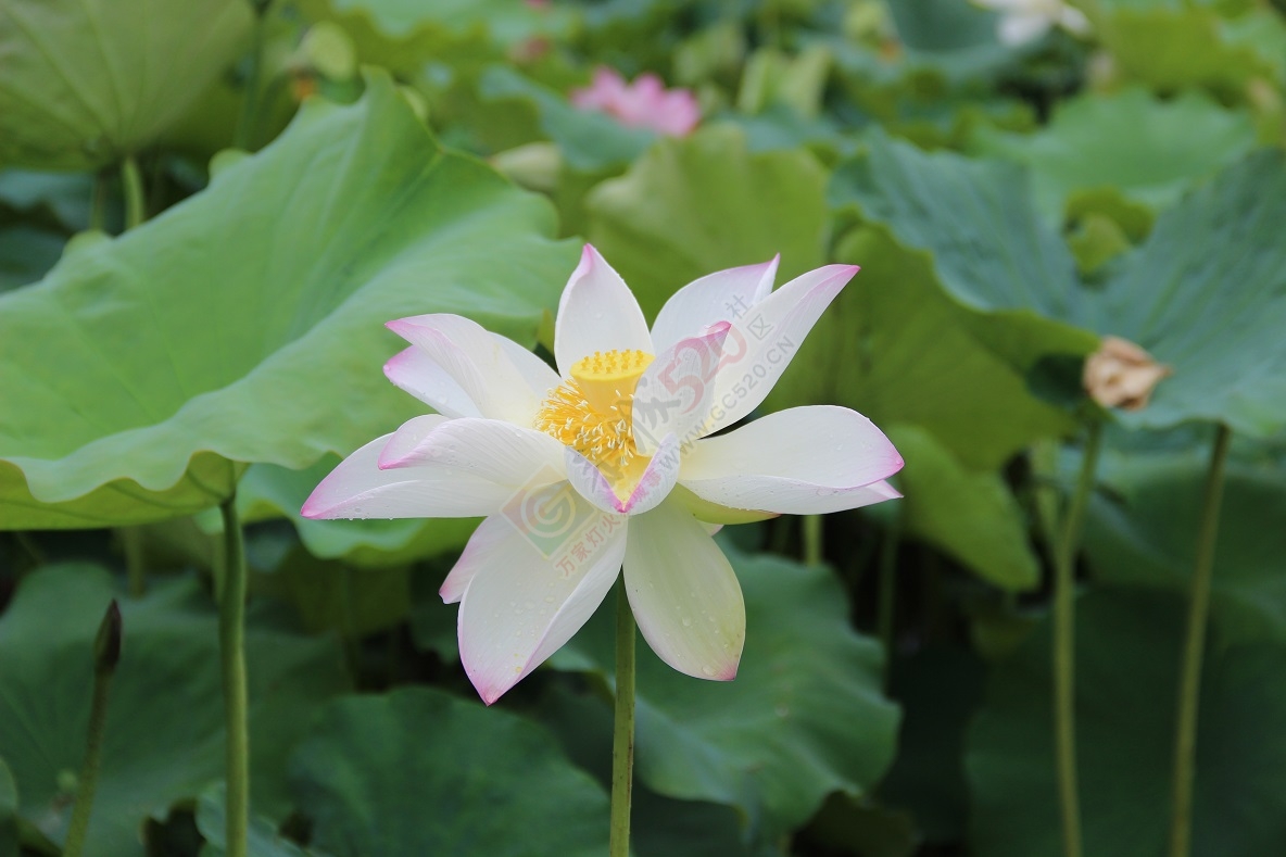 又是一年荷花开，你去邓扒看了吗？128 / 作者:有想法 / 帖子ID:174220