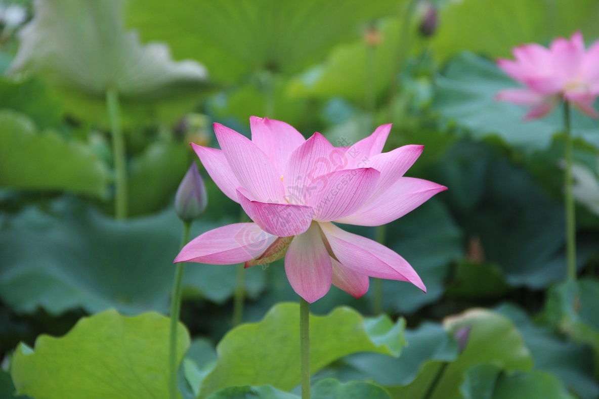 又是一年荷花开，你去邓扒看了吗？271 / 作者:有想法 / 帖子ID:174220