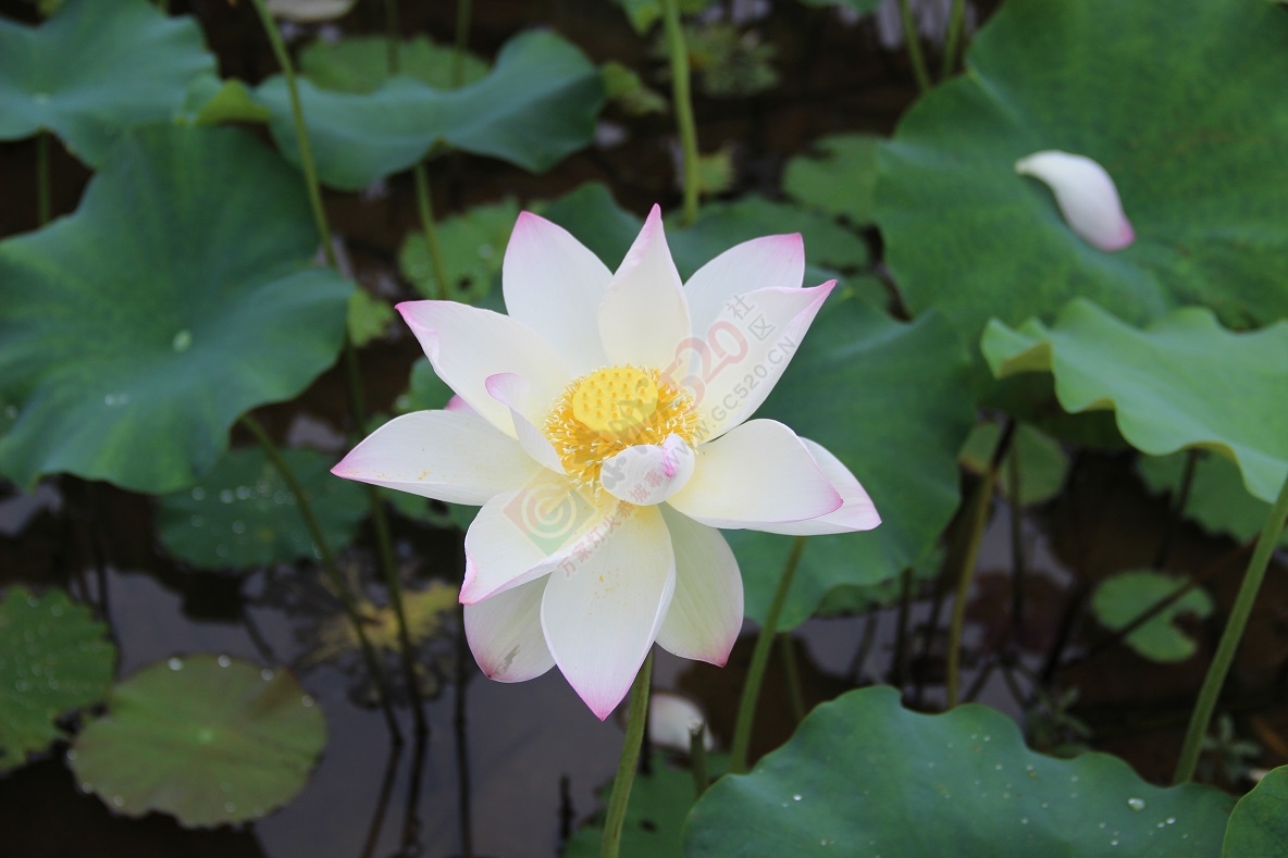 又是一年荷花开，你去邓扒看了吗？941 / 作者:有想法 / 帖子ID:174220