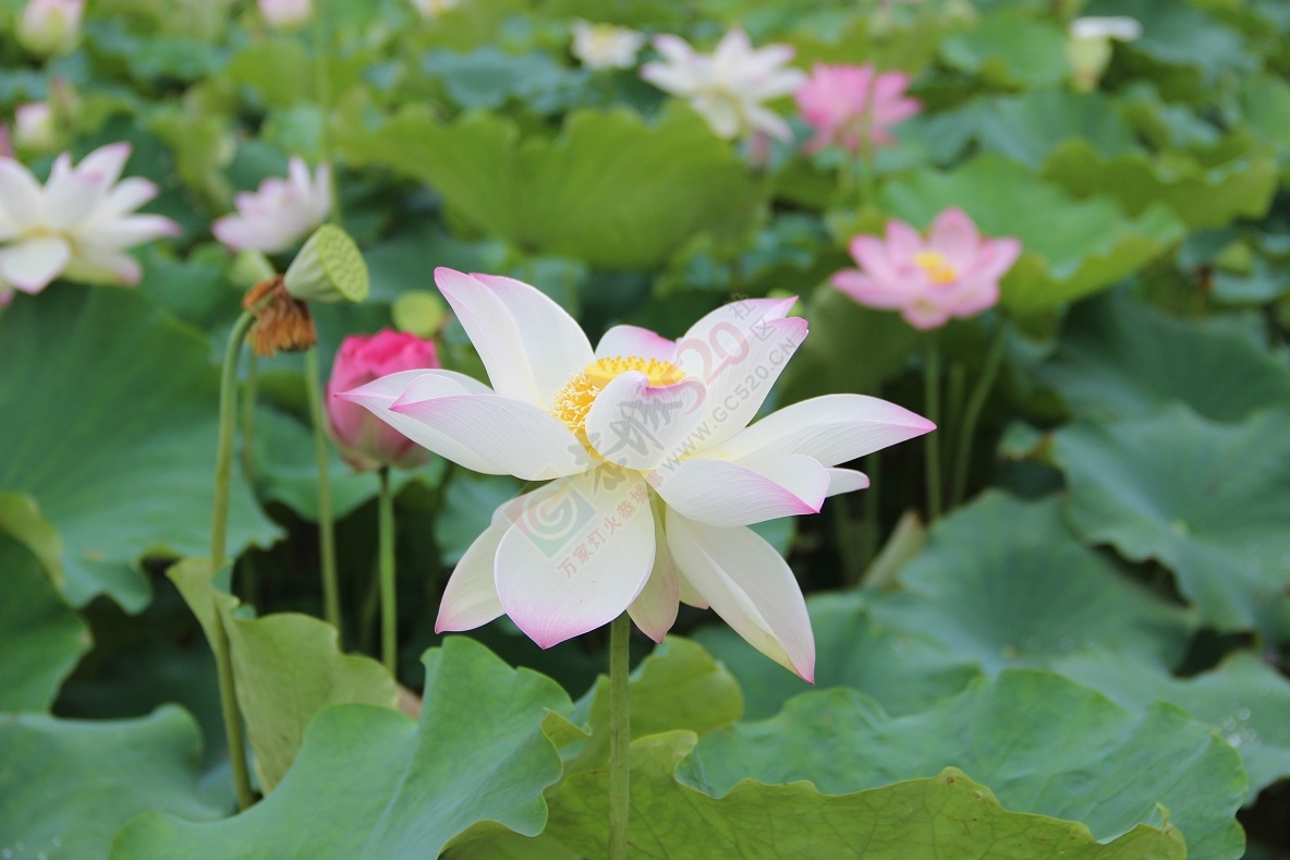 又是一年荷花开，你去邓扒看了吗？759 / 作者:有想法 / 帖子ID:174220