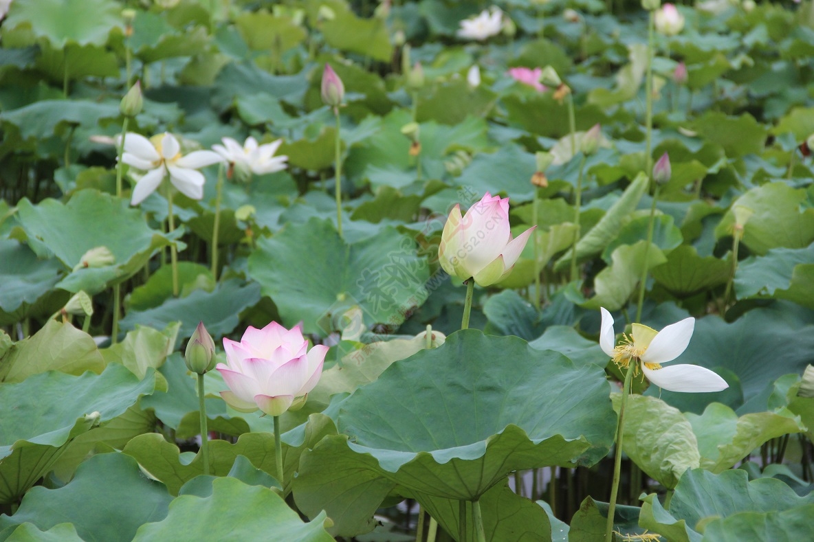 又是一年荷花开，你去邓扒看了吗？978 / 作者:有想法 / 帖子ID:174220