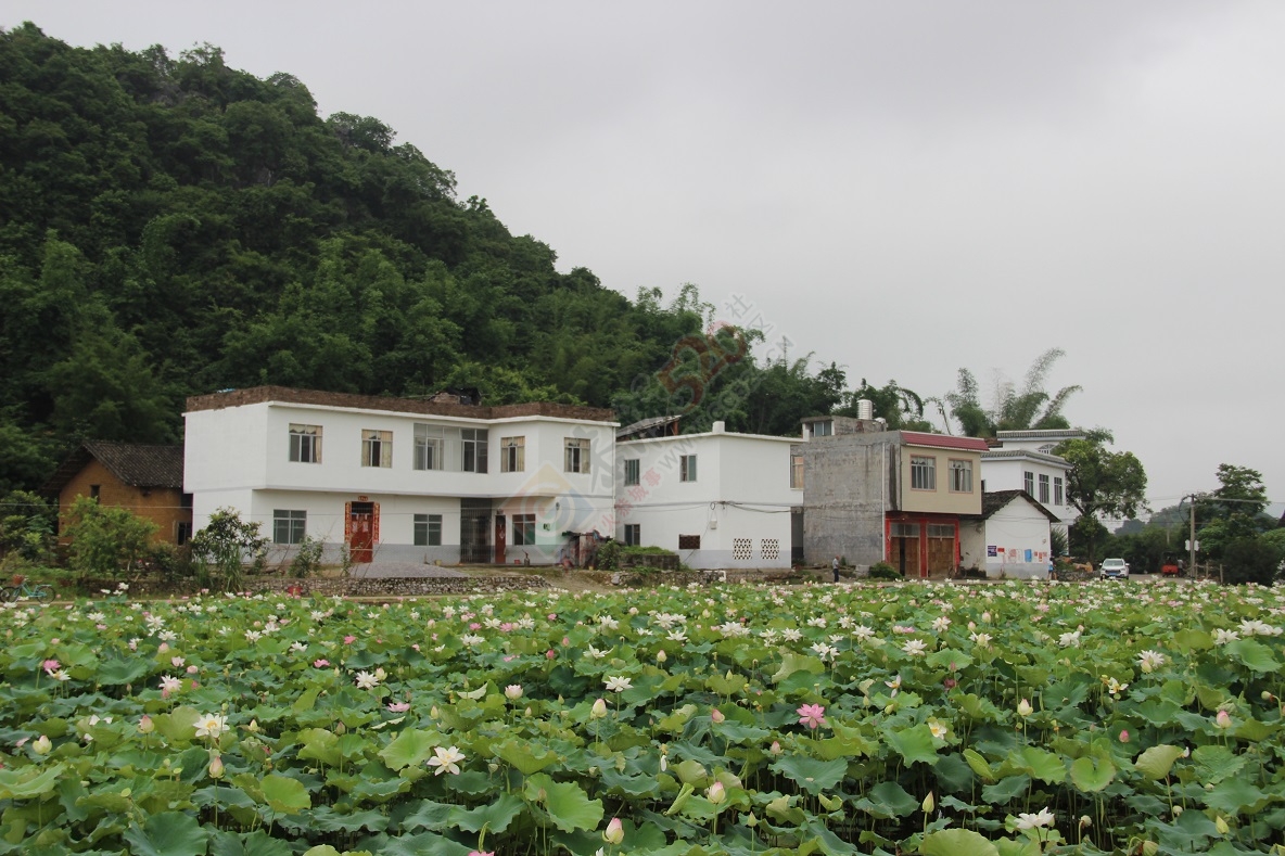 又是一年荷花开，你去邓扒看了吗？642 / 作者:有想法 / 帖子ID:174220