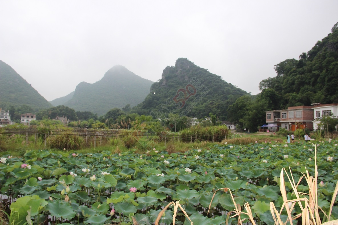 又是一年荷花开，你去邓扒看了吗？772 / 作者:有想法 / 帖子ID:174220