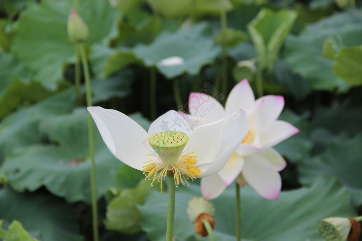 又是一年荷花开，你去邓扒看了吗？397 / 作者:有想法 / 帖子ID:174220