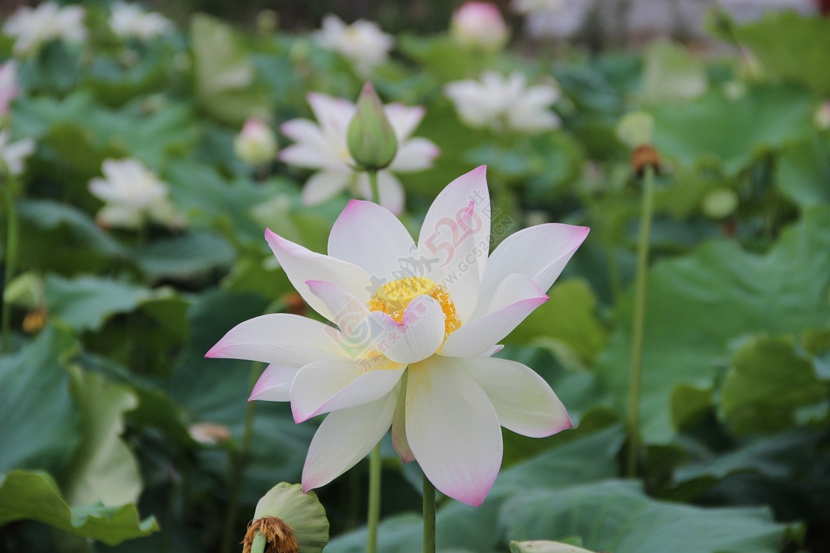 又是一年荷花开，你去邓扒看了吗？530 / 作者:有想法 / 帖子ID:174220