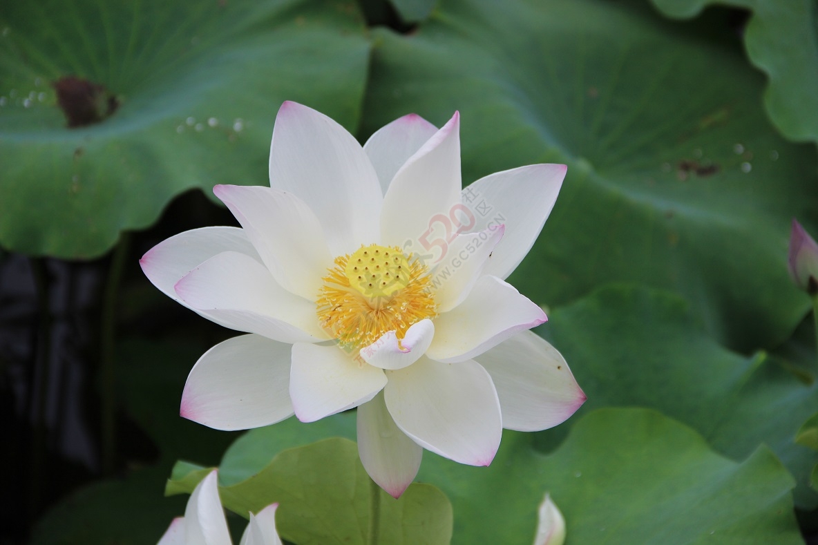 又是一年荷花开，你去邓扒看了吗？668 / 作者:有想法 / 帖子ID:174220