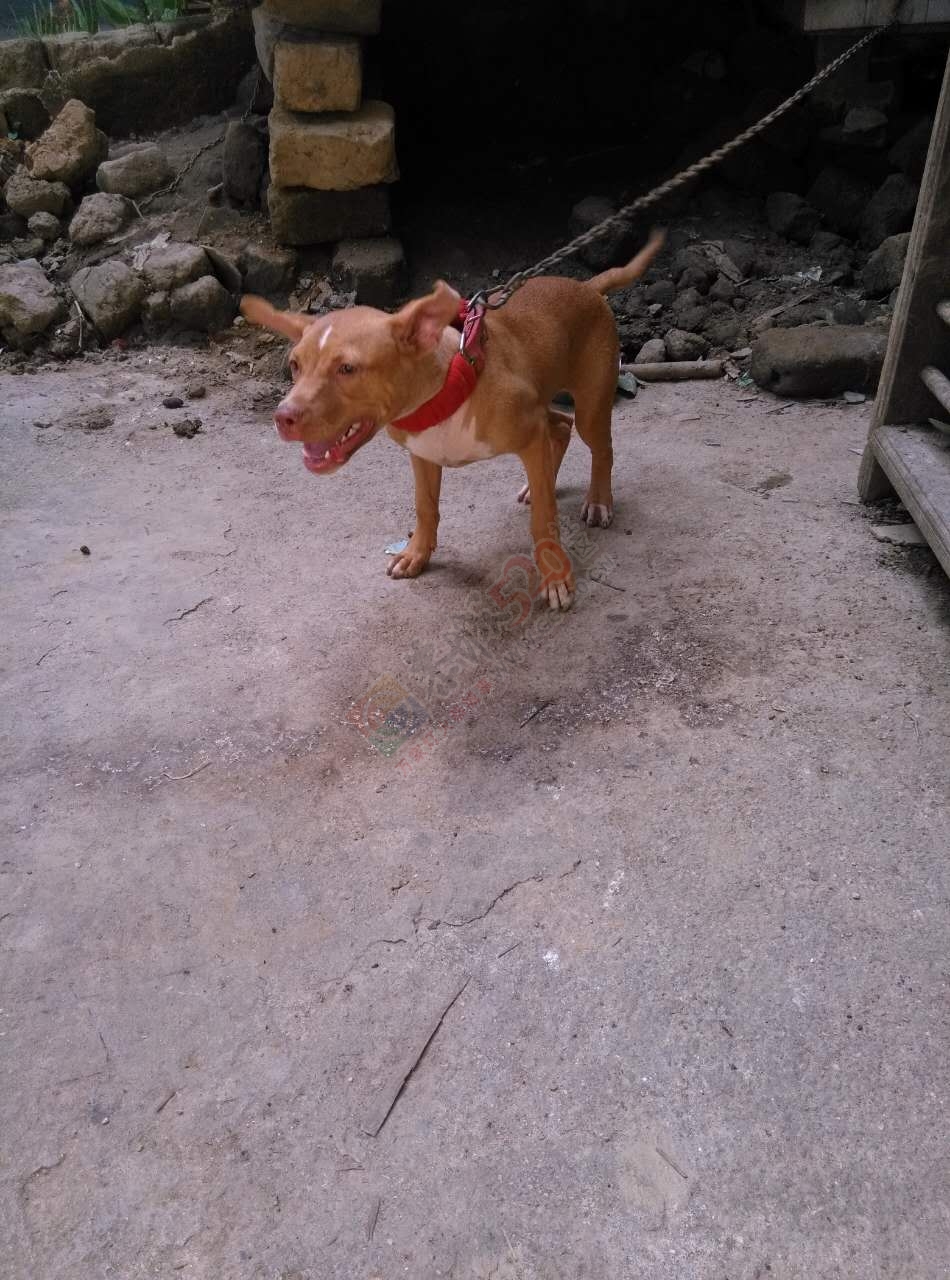 本人有一条比特犬出售649 / 作者:分类小编 / 帖子ID:174707