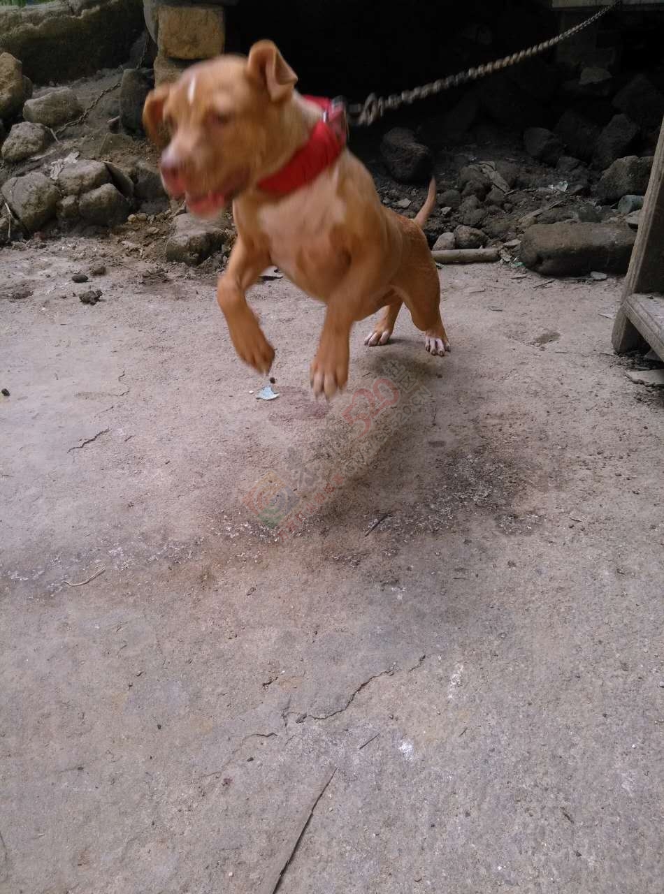 本有两条比特犬出售277 / 作者:分类小编 / 帖子ID:174718