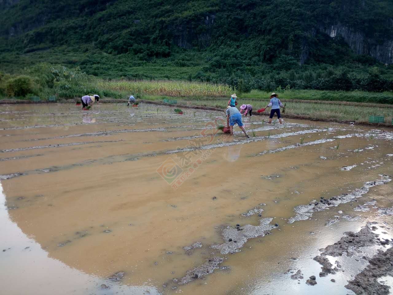 昨天下午体验了一把插马蹄53 / 作者:以空。 / 帖子ID:176255