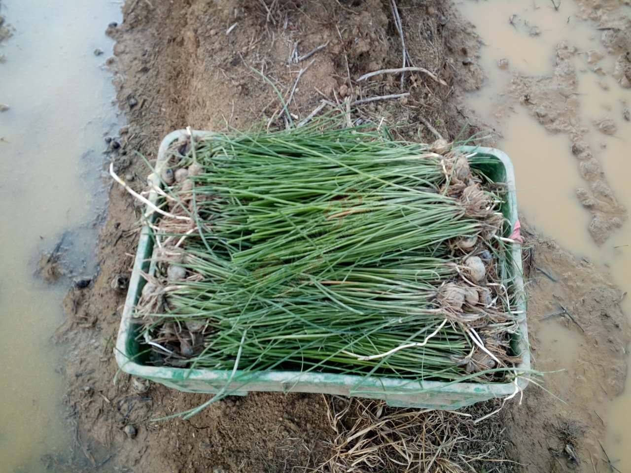 昨天下午体验了一把插马蹄742 / 作者:以空。 / 帖子ID:176255