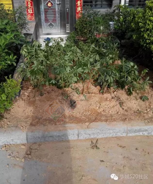 网友诉苦：恭城山水国际某业主私自占用公共绿化带多次处理无果，望该业主自觉！449 / 作者:昨天已不在 / 帖子ID:176492