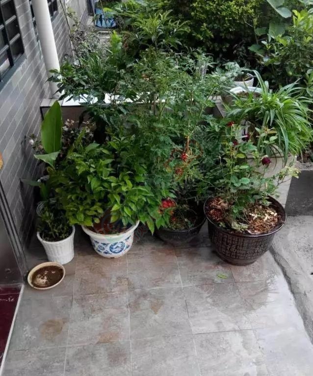 网友诉苦：恭城山水国际某业主私自占用公共绿化带多次处理无果，望该业主自觉！898 / 作者:昨天已不在 / 帖子ID:176492
