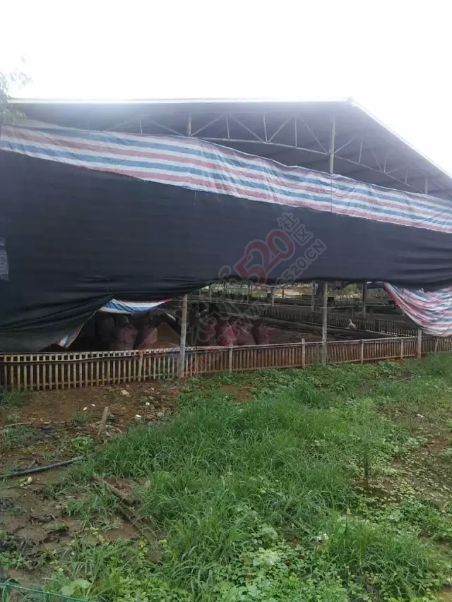 恭城龙虎老虎垒屯养鸭场污水横流影响下游村民人畜饮水，希望有关部门能够处理！9 / 作者:W810504 / 帖子ID:177111