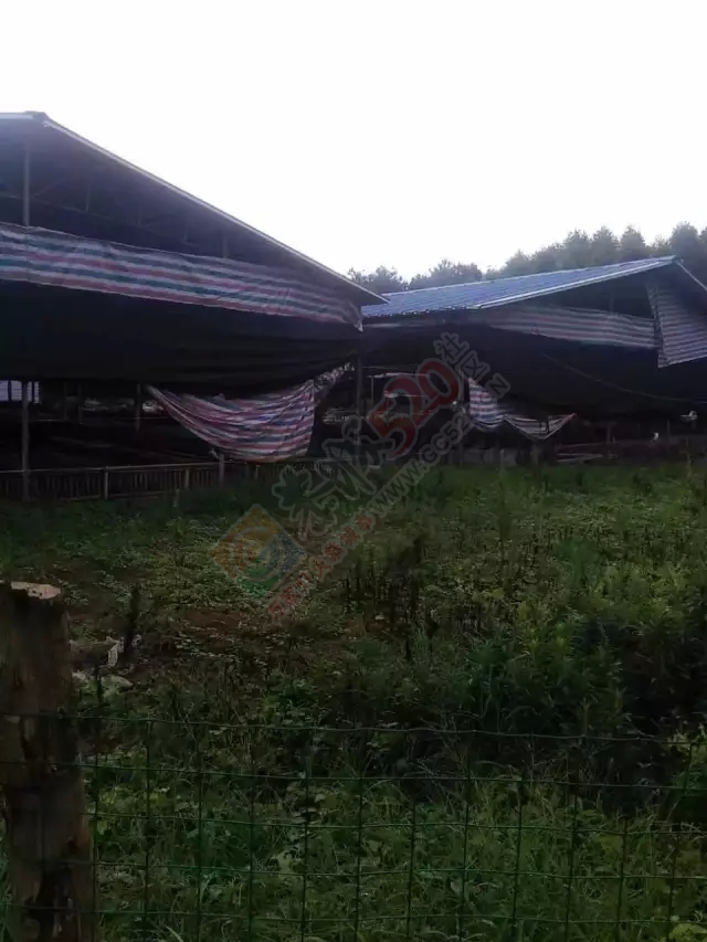 恭城龙虎老虎垒屯养鸭场污水横流影响下游村民人畜饮水，希望有关部门能够处理！754 / 作者:W810504 / 帖子ID:177111