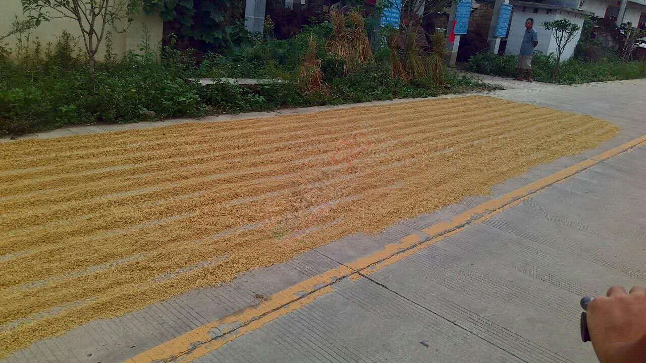 马路上晒谷子，占一半路，双车道变单车道，若出车祸责任谁负！！124 / 作者:何明明 / 帖子ID:177138
