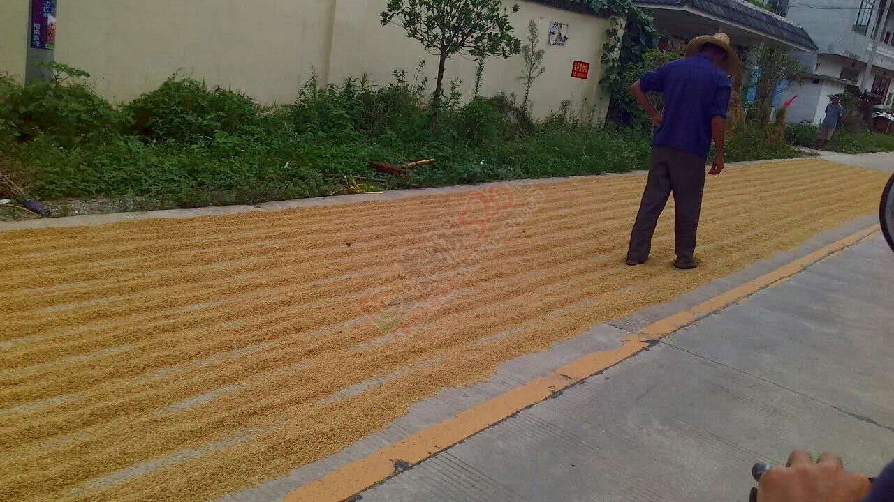 马路上晒谷子，占一半路，双车道变单车道，若出车祸责任谁负！！523 / 作者:何明明 / 帖子ID:177138