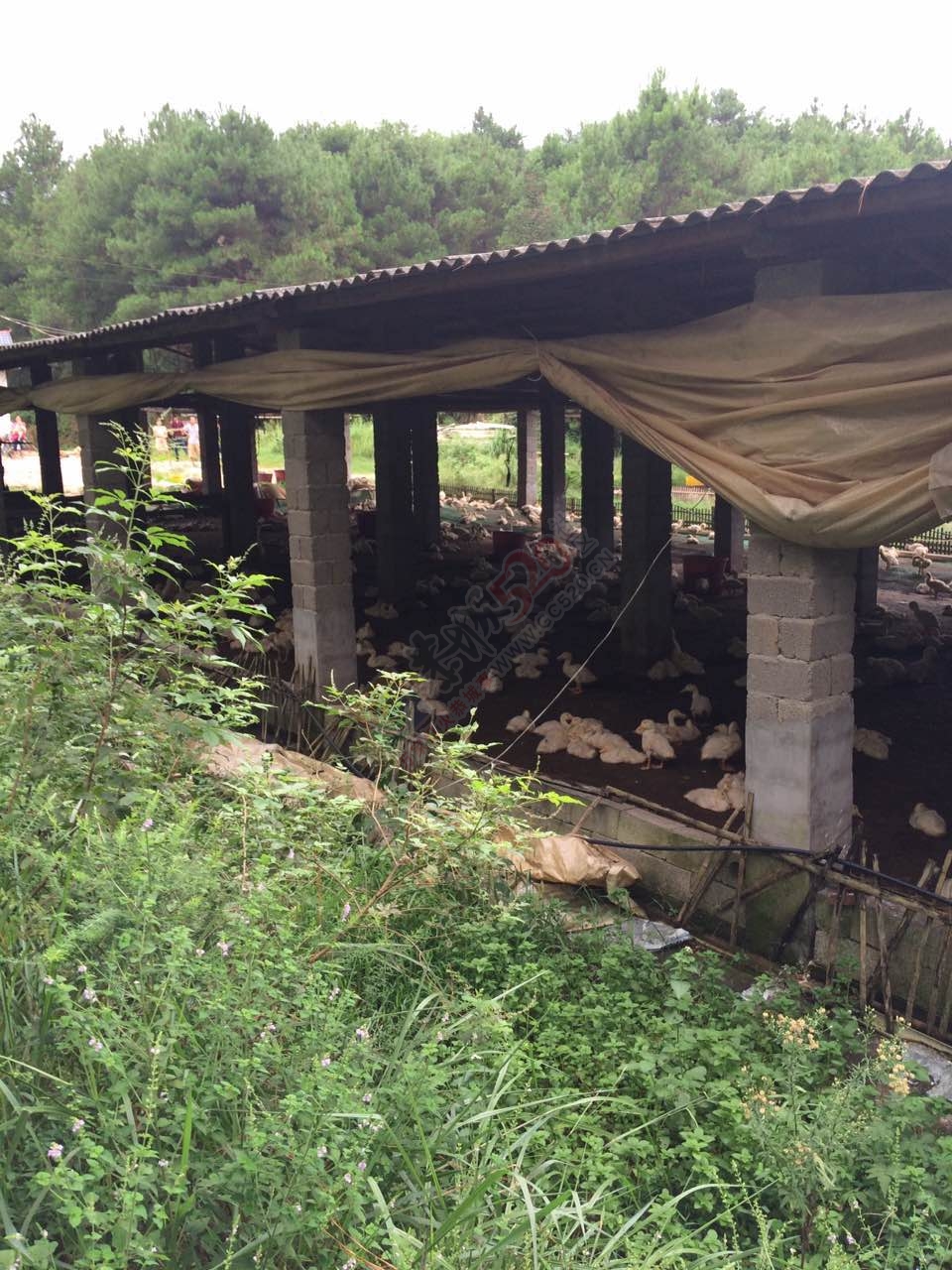 恭城龙虎老虎垒屯养鸭场污水横流影响下游村民人畜饮水，希望有关部门能够处理！642 / 作者:W810504 / 帖子ID:177111