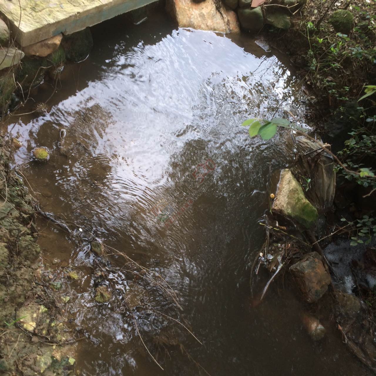 恭城龙虎老虎垒屯养鸭场污水横流影响下游村民人畜饮水，希望有关部门能够处理！859 / 作者:W810504 / 帖子ID:177111