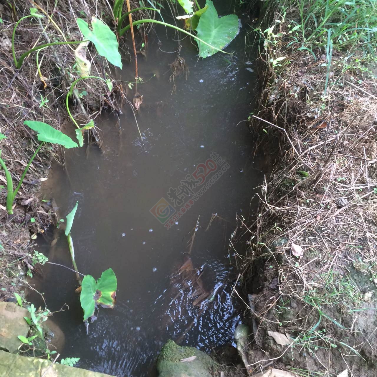 恭城龙虎老虎垒屯养鸭场污水横流影响下游村民人畜饮水，希望有关部门能够处理！312 / 作者:W810504 / 帖子ID:177111