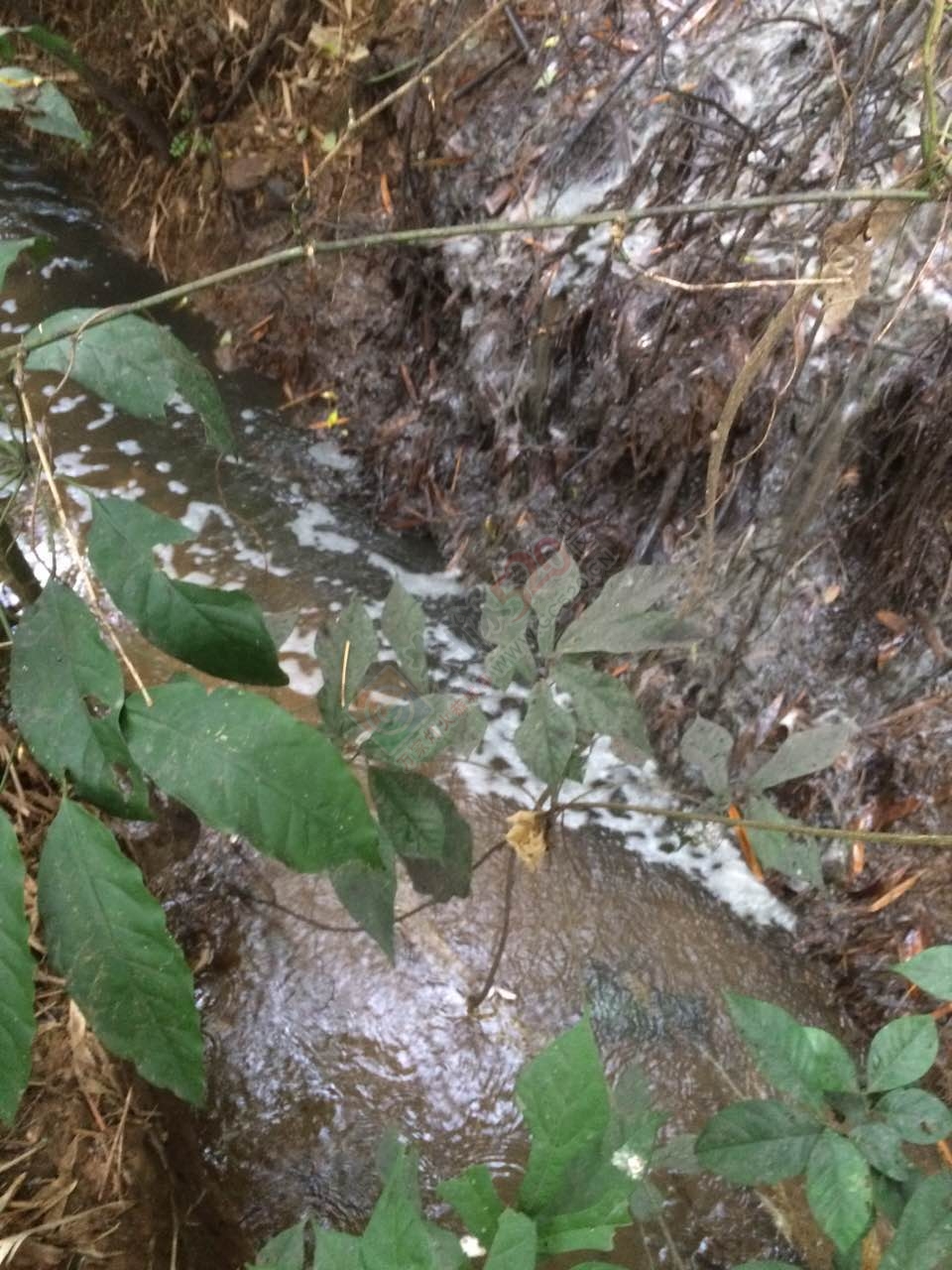 恭城龙虎老虎垒屯养鸭场污水横流影响下游村民人畜饮水，希望有关部门能够处理！231 / 作者:W810504 / 帖子ID:177111