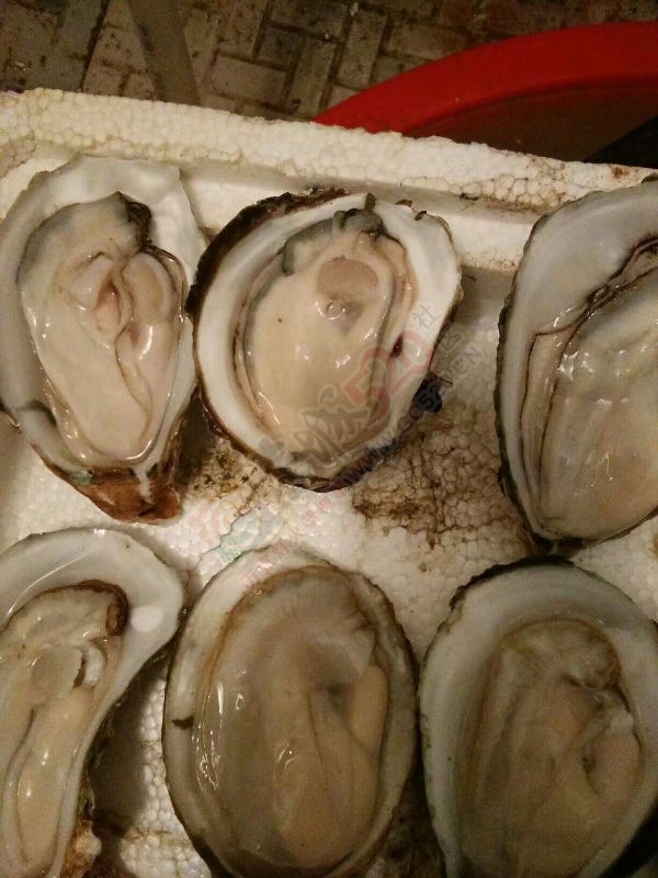 想做一夜九次郎，吃拉生蚝再上床……85 / 作者:迷糊蛋 / 帖子ID:177964