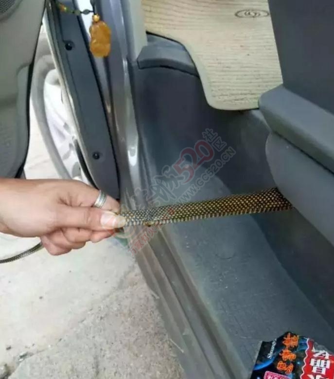 恭城这位车主路边停车，没想到车里来了不速之客，吓坏车主！812 / 作者:520小编 / 帖子ID:178858