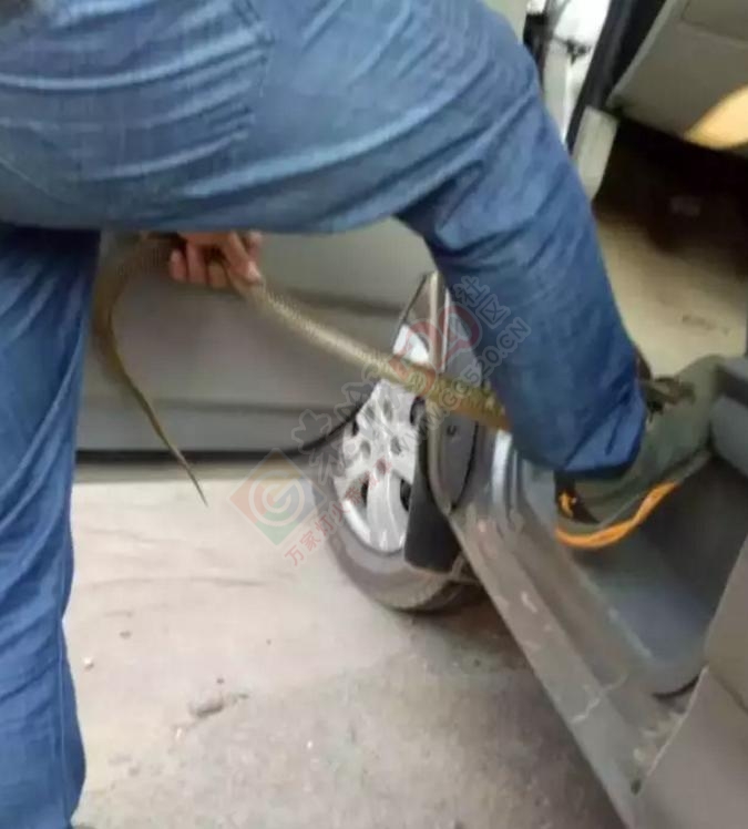 恭城这位车主路边停车，没想到车里来了不速之客，吓坏车主！106 / 作者:520小编 / 帖子ID:178858