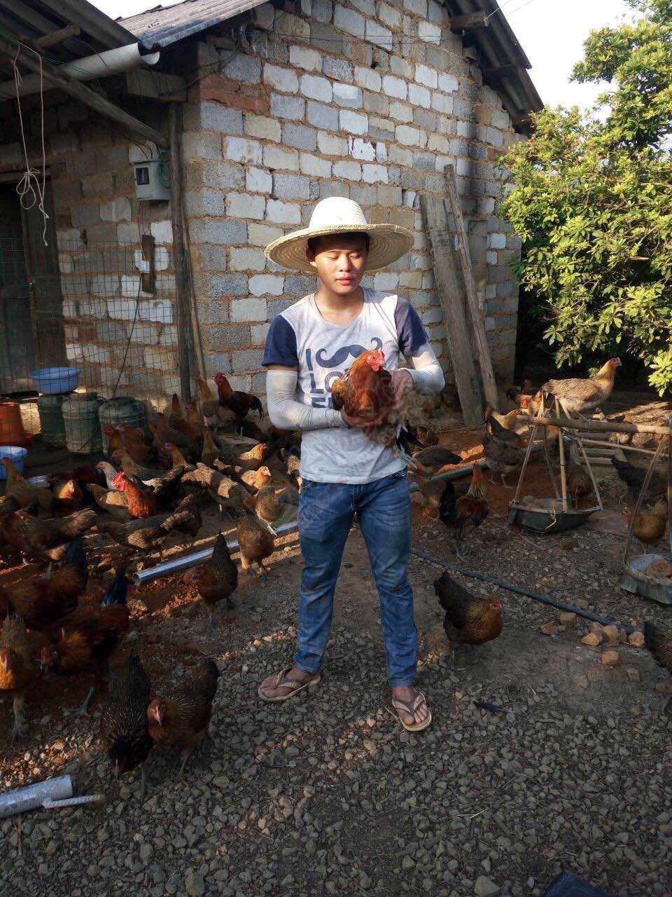 想吃土鸡的朋友，在也不用愁买不到正宗土鸡了521 / 作者:ィ楽Θ楽Ξ / 帖子ID:178959
