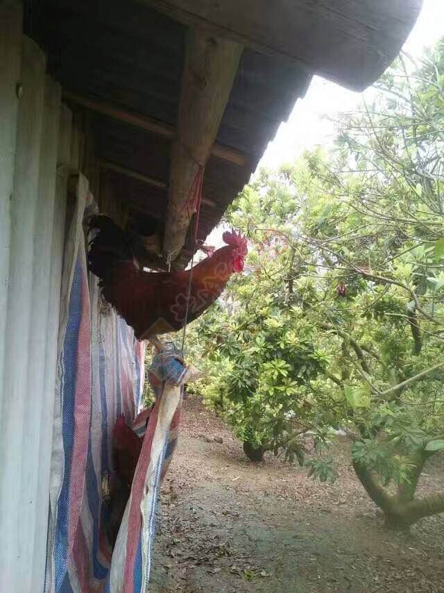 想吃土鸡的朋友，在也不用愁买不到正宗土鸡了429 / 作者:ィ楽Θ楽Ξ / 帖子ID:178959