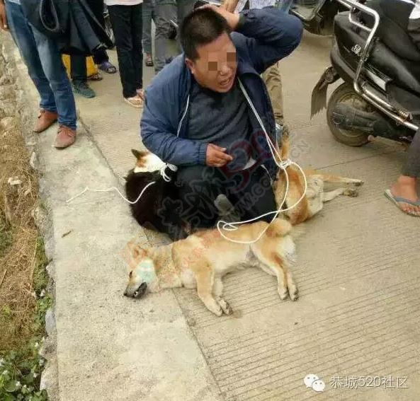 平乐仔又来恭城偷狗，这回是栽在了平安蚂蝗塘！749 / 作者:520小编 / 帖子ID:179199