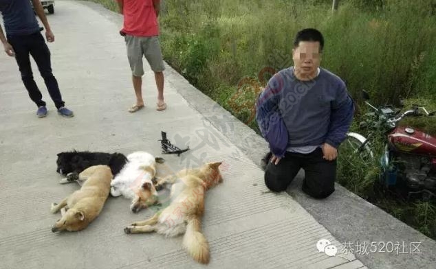 平乐仔又来恭城偷狗，这回是栽在了平安蚂蝗塘！242 / 作者:520小编 / 帖子ID:179199