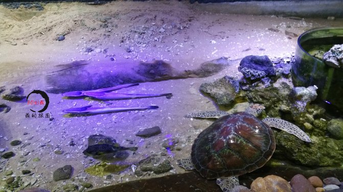 阳关、沙滩、大海还有你，这样拍才美出“属于你的”的感觉！113 / 作者:很明白的 / 帖子ID:179431