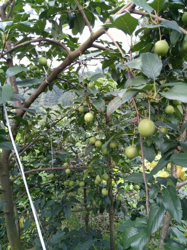 山楂果出售625 / 作者:为《幸福》而战 / 帖子ID:179521