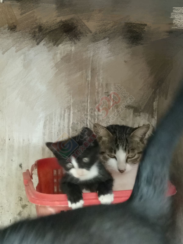 有人想要养猫么？给小黑猫警长找个新主人398 / 作者:乖乖滴兔宝宝 / 帖子ID:179603