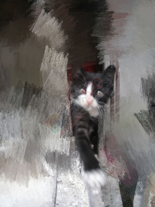 有人想要养猫么？给小黑猫警长找个新主人934 / 作者:乖乖滴兔宝宝 / 帖子ID:179603