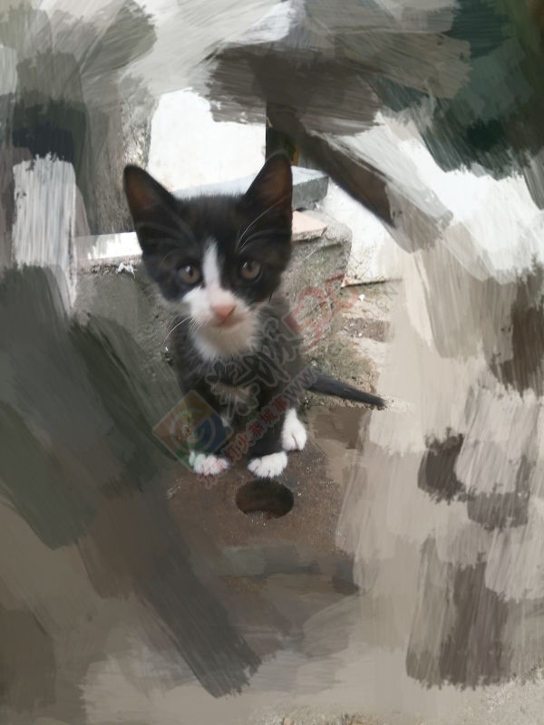 有人想要养猫么？给小黑猫警长找个新主人602 / 作者:乖乖滴兔宝宝 / 帖子ID:179603