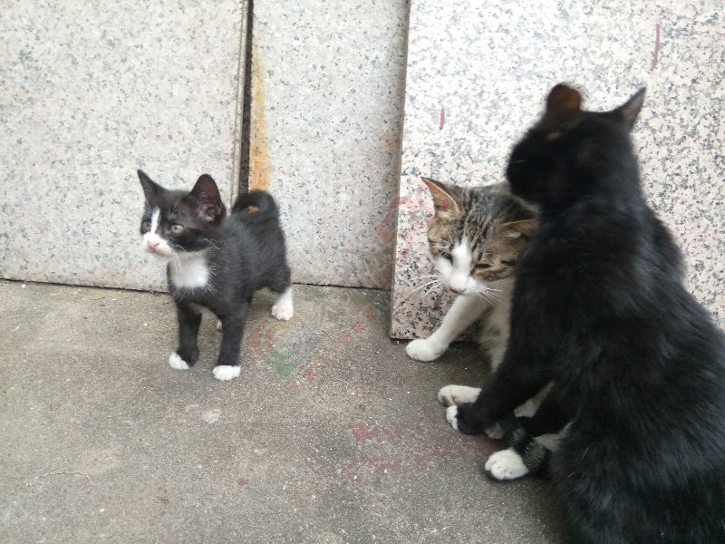 有人想要养猫么？给小黑猫警长找个新主人966 / 作者:乖乖滴兔宝宝 / 帖子ID:179603
