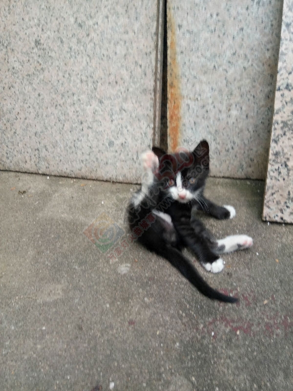 有人想要养猫么？给小黑猫警长找个新主人993 / 作者:乖乖滴兔宝宝 / 帖子ID:179603