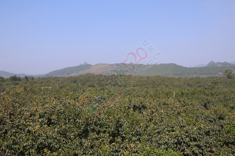 恭城月柿节，已经开园，现场太精彩了683 / 作者:桂林活动网 / 帖子ID:179677